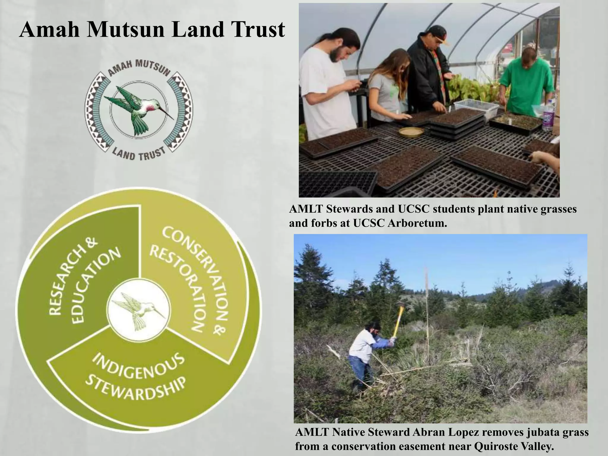 Amah Mutsun Land Trust
AMLT Native Steward Abran Lopez removes jubata grass
from a conservation easement near Quiroste Valley.
AMLT Stewards and UCSC students plant native grasses
and forbs at UCSC Arboretum.
 