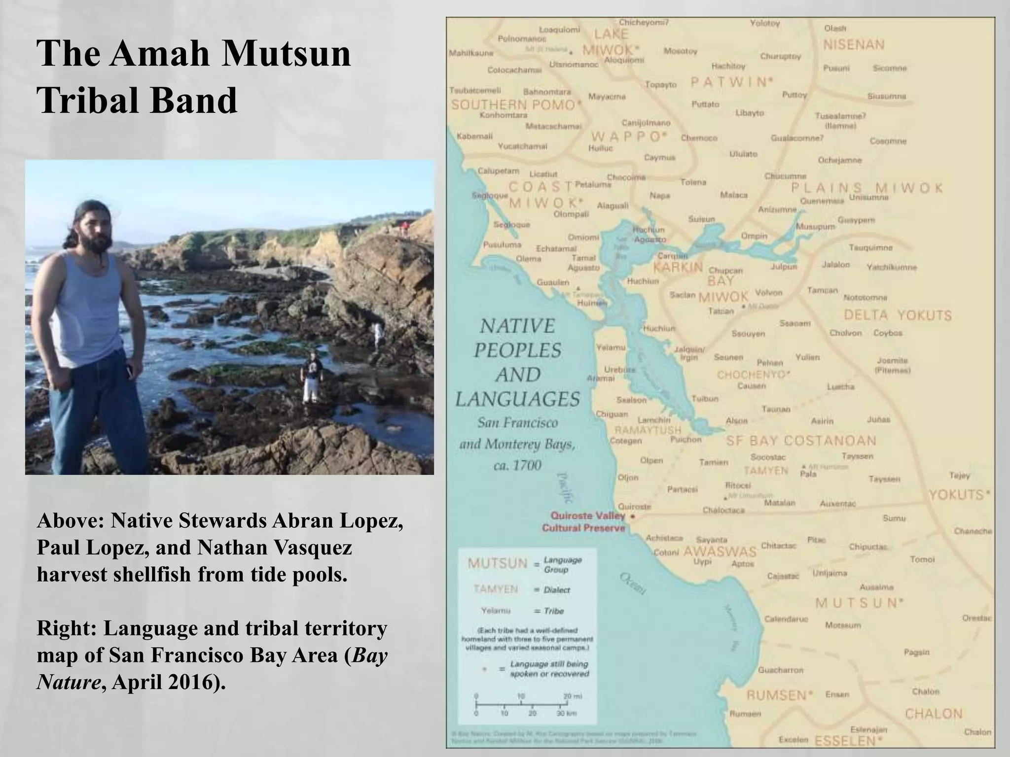 The Amah Mutsun
Tribal Band
Above: Native Stewards Abran Lopez,
Paul Lopez, and Nathan Vasquez
harvest shellfish from tide pools.
Right: Language and tribal territory
map of San Francisco Bay Area (Bay
Nature, April 2016).
 