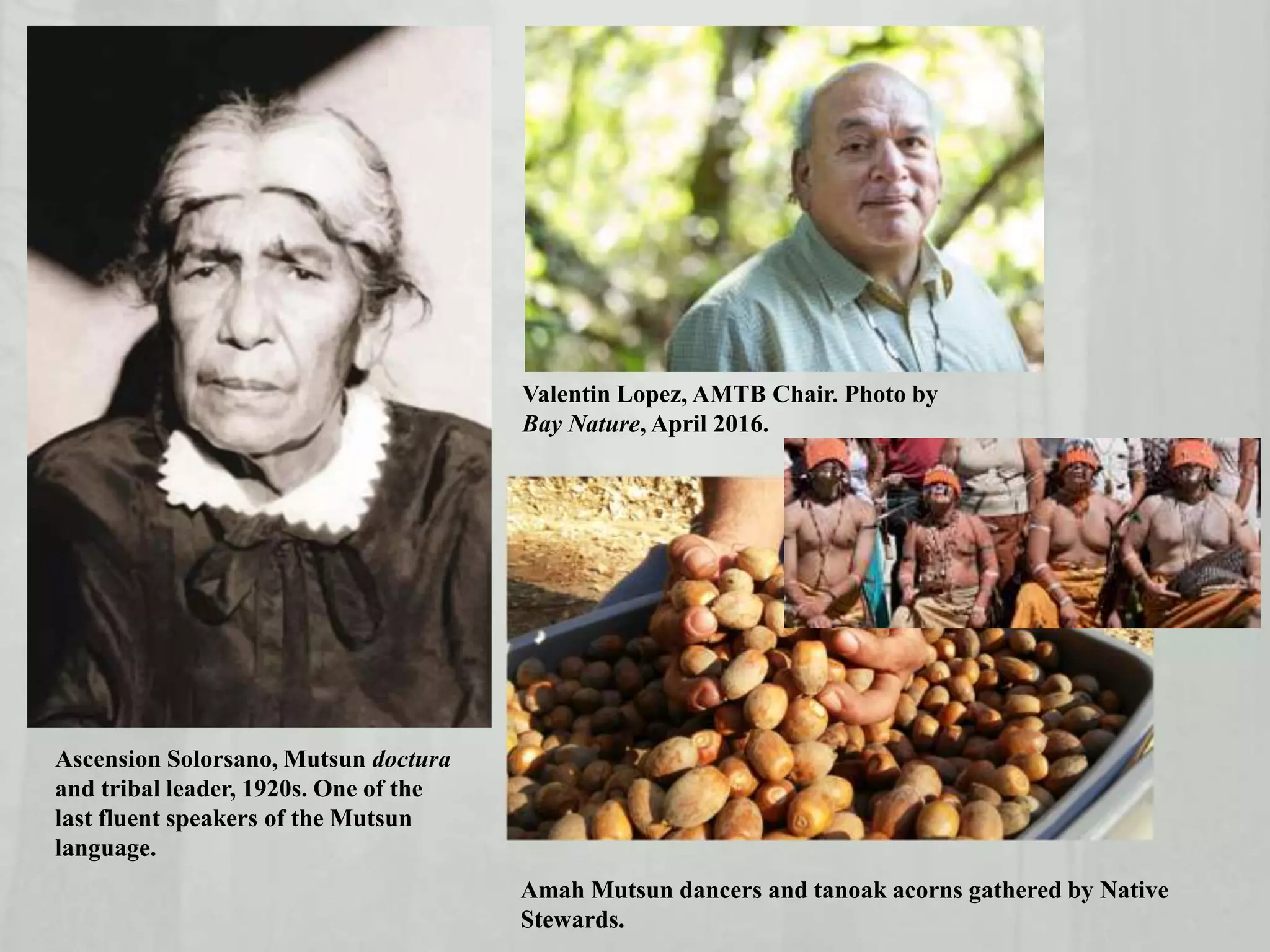 Valentin Lopez, AMTB Chair. Photo by
Bay Nature, April 2016.
Ascension Solorsano, Mutsun doctura
and tribal leader, 1920s. One of the
last fluent speakers of the Mutsun
language.
Amah Mutsun dancers and tanoak acorns gathered by Native
Stewards.
 