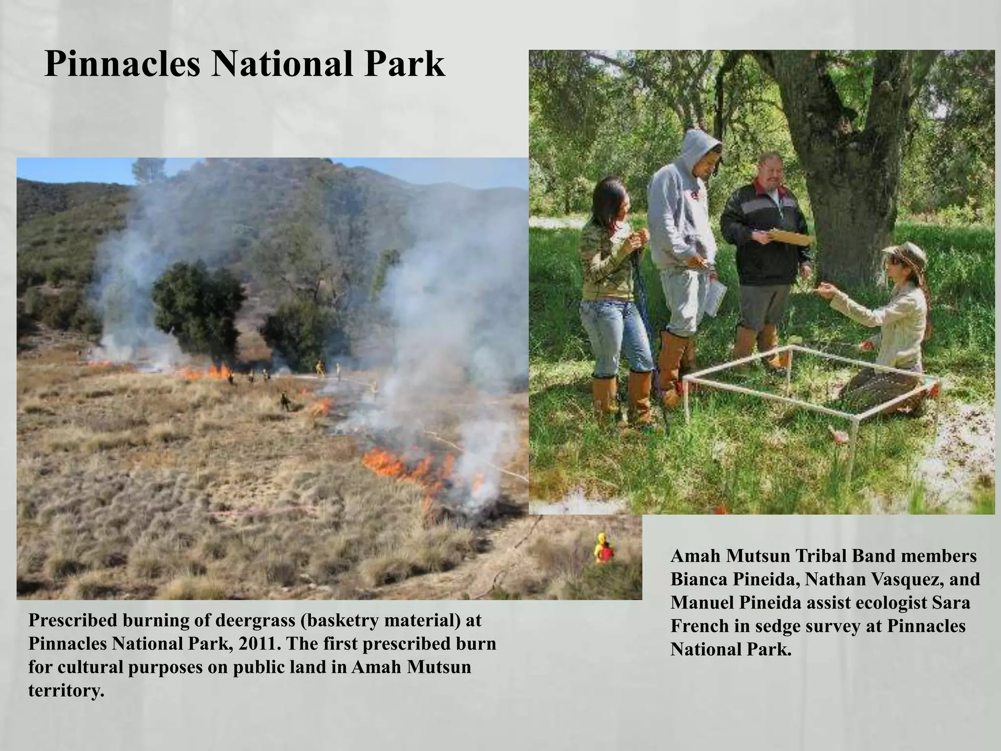 Prescribed burning of deergrass (basketry material) at
Pinnacles National Park, 2011. The first prescribed burn
for cultural purposes on public land in Amah Mutsun
territory.
Amah Mutsun Tribal Band members
Bianca Pineida, Nathan Vasquez, and
Manuel Pineida assist ecologist Sara
French in sedge survey at Pinnacles
National Park.
Pinnacles National Park
 