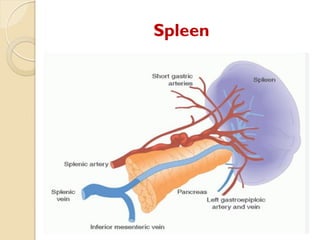 Comprehensive Overview of Splenic Diseases: Anatomy, Pathology, and ...