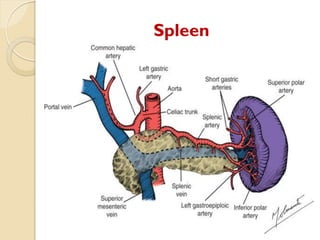 Comprehensive Overview of Splenic Diseases: Anatomy, Pathology, and ...