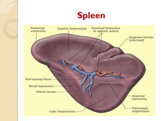 Splenic F Comprehensive Overview of Splenic Diseases: Anatomy, Pathology, and ...