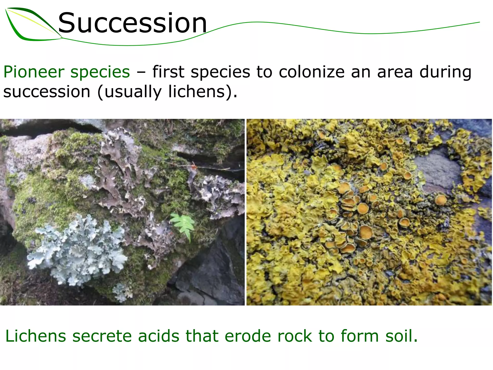 Succession
Pioneer species – first species to colonize an area during
succession (usually lichens).
Lichens secrete acids that erode rock to form soil.