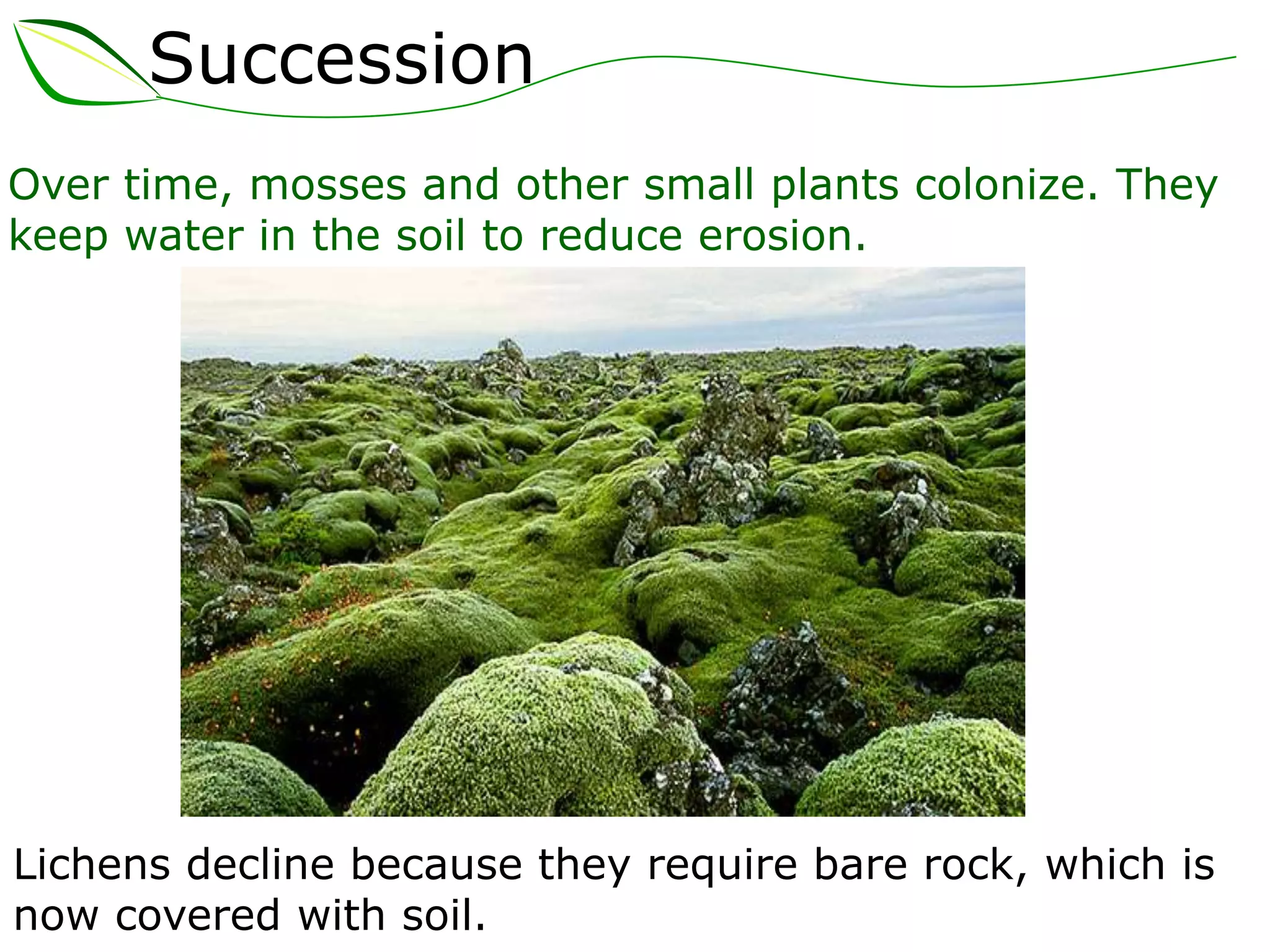 Succession
Over time, mosses and other small plants colonize. They
keep water in the soil to reduce erosion.
Lichens decline because they require bare rock, which is
now covered with soil.