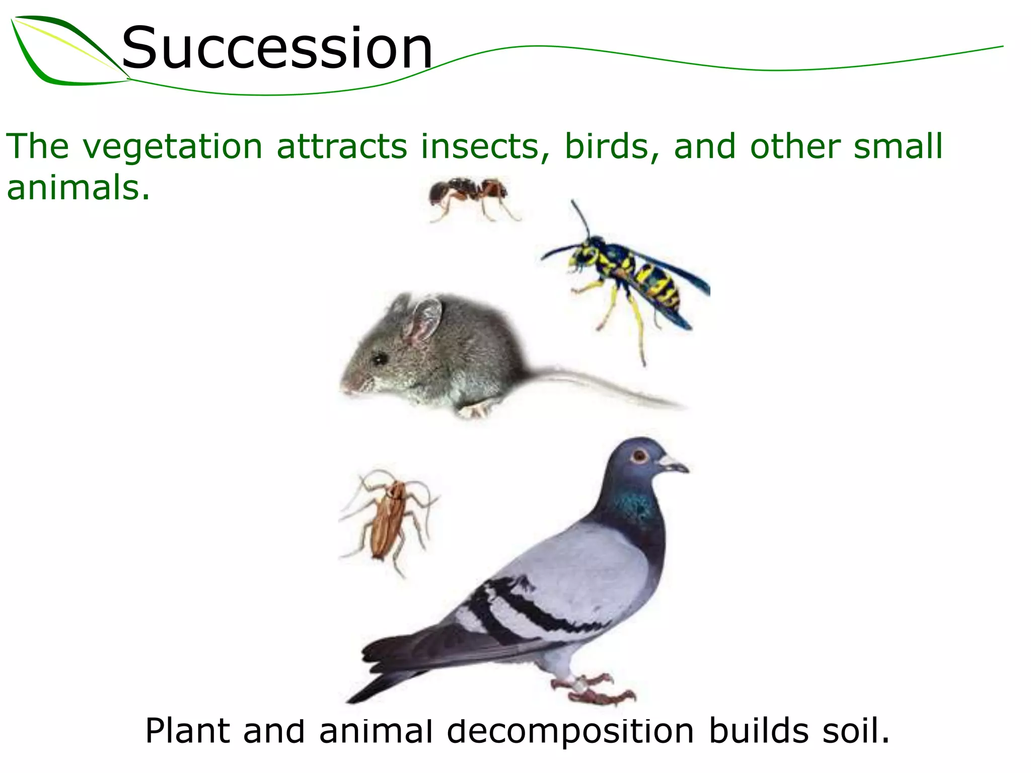 Succession
The vegetation attracts insects, birds, and other small
animals.
Plant and animal decomposition builds soil.