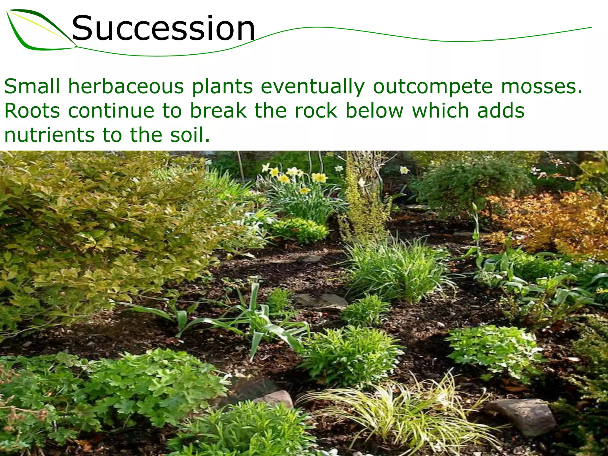 Succession
Small herbaceous plants eventually outcompete mosses.
Roots continue to break the rock below which adds
nutrients to the soil.