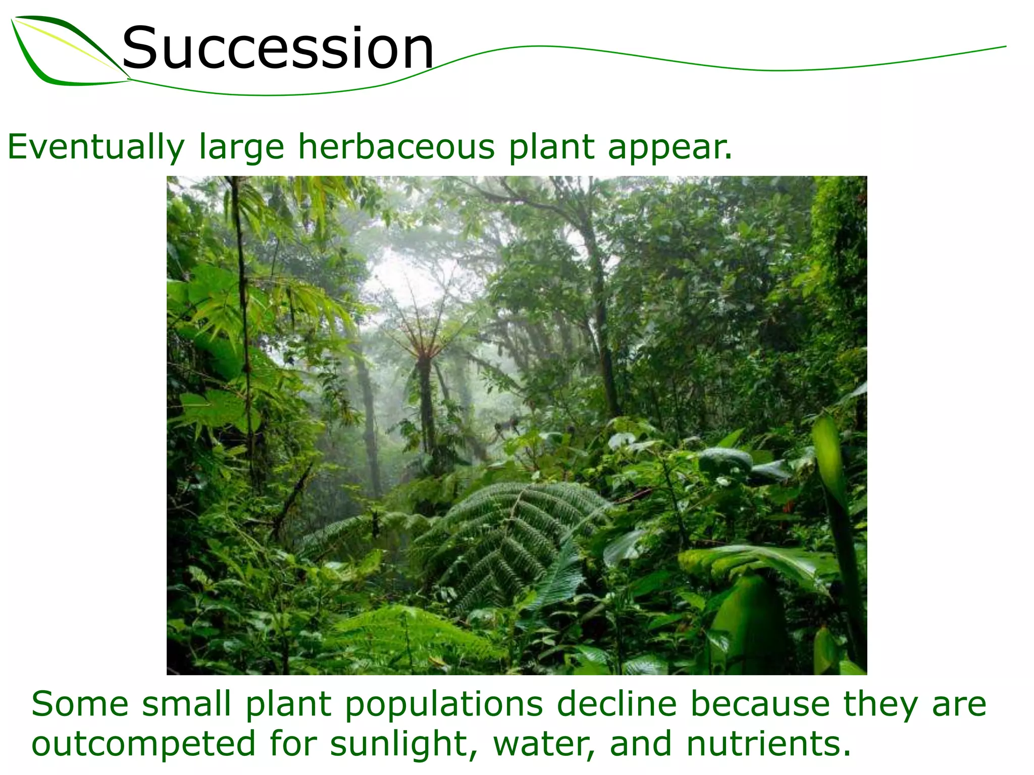 Succession
Eventually large herbaceous plant appear.
Some small plant populations decline because they are
outcompeted for sunlight, water, and nutrients.