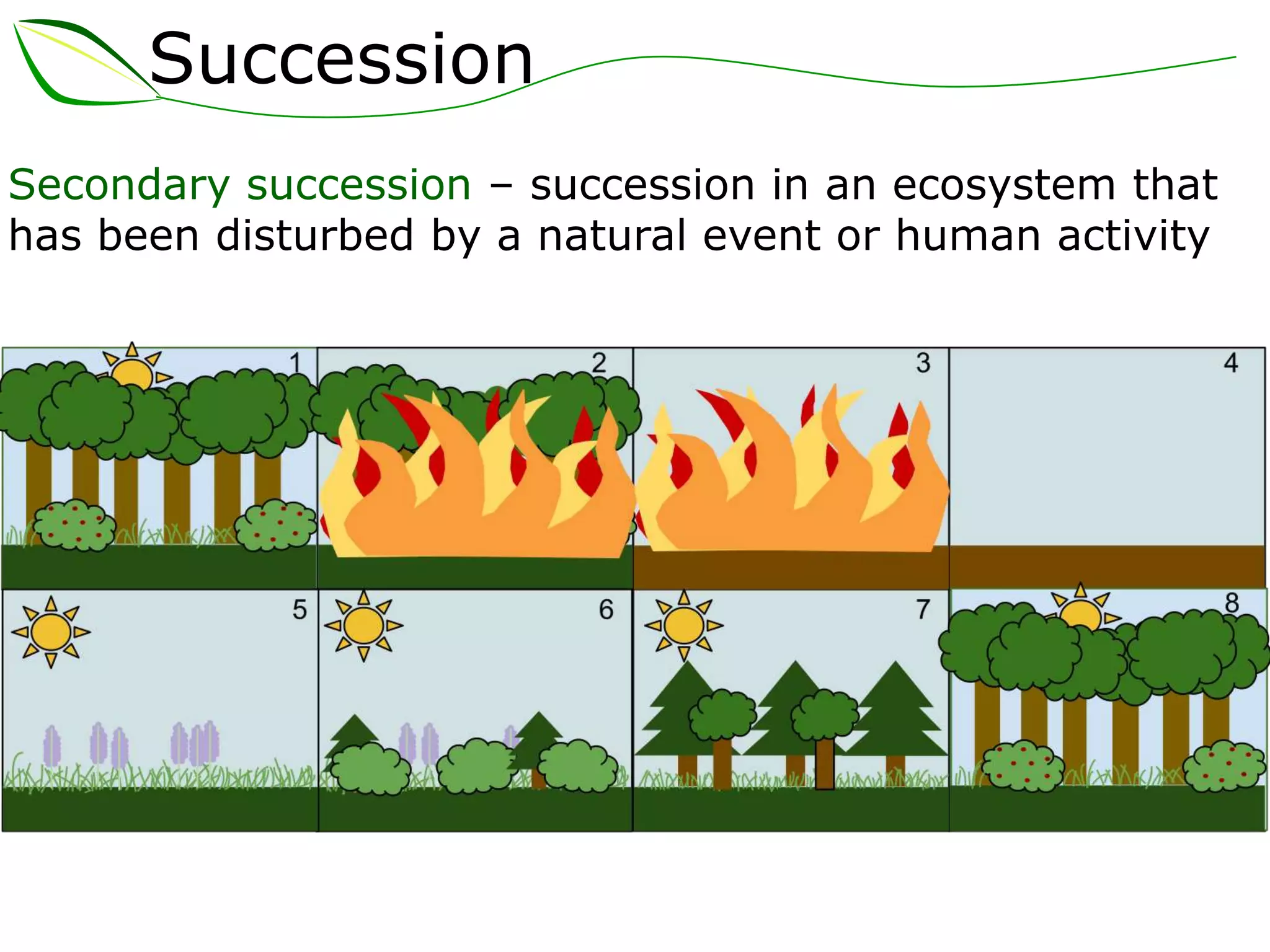 Succession
Secondary succession – succession in an ecosystem that
has been disturbed by a natural event or human activity