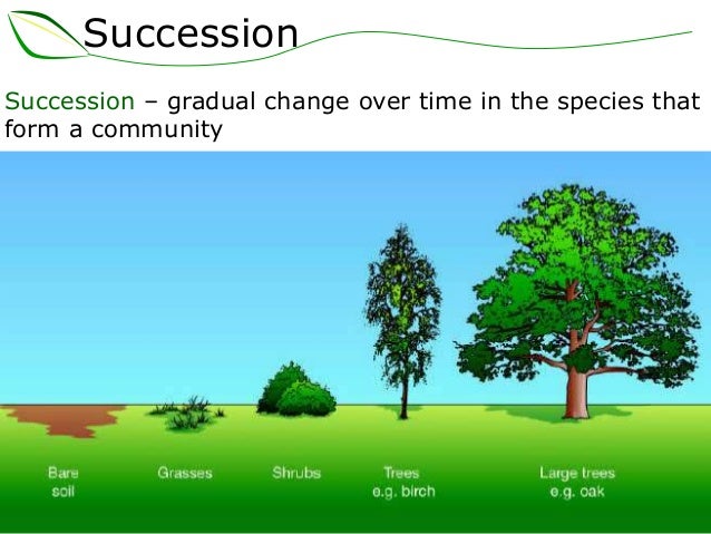 08 succession