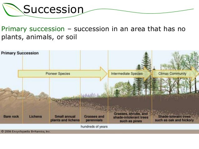 08 succession