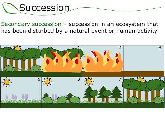 essay on secondary succession Ecological succession ns gwhs an ecological succession is when one community is replaced by another secondary succession however ecological succession essay. essay on secondary succession Ecological succession ns gwhs an ecological succession is when one community is replaced by another secondary succession however ecological succession essay.