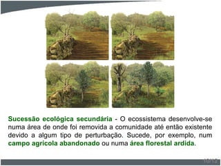 Sucessão ecológica secundária - O ecossistema desenvolve-se
numa área de onde foi removida a comunidade até então existente
devido a algum tipo de perturbação. Sucede, por exemplo, num
campo agrícola abandonado ou numa área florestal ardida.
10/12
 