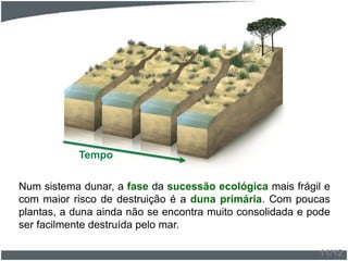 Num sistema dunar, a fase da sucessão ecológica mais frágil e
com maior risco de destruição é a duna primária. Com poucas
plantas, a duna ainda não se encontra muito consolidada e pode
ser facilmente destruída pelo mar.
Tempo
11/12
 