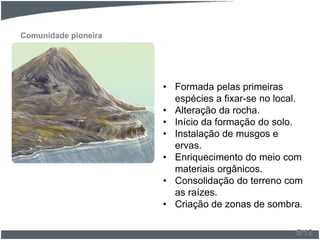 Comunidade pioneira
• Formada pelas primeiras
espécies a fixar-se no local.
• Alteração da rocha.
• Início da formação do solo.
• Instalação de musgos e
ervas.
• Enriquecimento do meio com
materiais orgânicos.
• Consolidação do terreno com
as raízes.
• Criação de zonas de sombra.
5/12
 