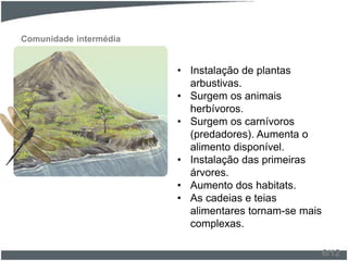 Comunidade intermédia
• Instalação de plantas
arbustivas.
• Surgem os animais
herbívoros.
• Surgem os carnívoros
(predadores). Aumenta o
alimento disponível.
• Instalação das primeiras
árvores.
• Aumento dos habitats.
• As cadeias e teias
alimentares tornam-se mais
complexas.
6/12
 