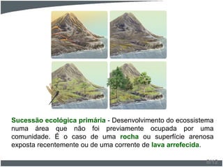 Sucessão ecológica primária - Desenvolvimento do ecossistema
numa área que não foi previamente ocupada por uma
comunidade. É o caso de uma rocha ou superfície arenosa
exposta recentemente ou de uma corrente de lava arrefecida.
8/12
 
