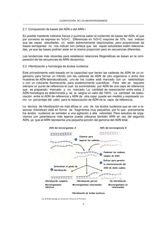 CLASIFICACIÓN DE LOS MICROORGANISMOS
______________________________________________________________________________________________________
5
2.1 Composición de bases del ADN o del ARN r
Es posible mediante métodos físicos o químicos saber el contenido de bases del ADN, el que
por convenio se expresa en %G+C. Diferencias en %G+C mayores de 10% nos indican
que las cepas estudiadas no están estrechamente relacionadas, pero proporciones de
bases semejantes no nos indican con certeza que las cepas estudiadas estén relaciona-
das, ya que las bases podrían estar en la misma proporción pero en secuencias diferentes.
Las tendencias más recientes para establecer relaciones filogenéticas se basan en la com-
paración de las secuencias de ARN ribosómico.
2.2 Hibridización y homología de ácidos nucleicos
Este procedimiento está basado en la capacidad que tienen las cadenas de ADN de un or-
ganismo para formar un híbrido con las cadenas de ADN de otro organismo o entre dos
muestras de ADN desnaturalizado, uno de los cuales está marcado con un radioisótopo
o con un colorante fluorescente, para posteriormente cuantificar. Para ello se requiere
siempre un punto de referencia el cual es suministrado por ADN de una cepa de referencia
que es preparado marcado y no marcado. La cantidad de reasociación entre estos 2
ADN homólogos es determinada y se le asigna un valor del 100%. La cantidad de reaso-
ciación entre el ADN de referencia y ADN de otra cepa puede ser medido y expresado co-
mo un porcentaje del valor para la reasociación de ADN de la cepa de referencia.
La técnica de hibridización es más eficaz si uno de los ácidos nucleicos que se van a re-
asociar (hibridizar) está en forma de fragmentos muy pequeños, por lo que previamente
los ácidos nucleicos se someten a una agitación a alta velocidad. Para estudios de orga-
nismos con parentescos más lejanos puede utilizarse también ARN en vez del segundo
ADN, ya que el ARN representa una pequeña porción del genoma del ADN total.
ADN del microorganismo BADN del microorganismo A
Calentar para
separar las cadenas
Combinar las cadenas
simples de ADN
Enfriar para permitir
la renaturalización del
ADN de doble cadena
Determinar el grado de
hibridización
Hibridización parcial
Microorganismos relacionados
Hibridización completa
Microorganismos
idénticos
No hibridización
Microorganismos no
relacionados
Fig. 10.15 Microbiology An introduction Tortora et al 7th edition
Hibridización de ácidos nucleicos
 