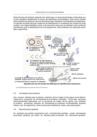 CLASIFICACIÓN DE LOS MICROORGANISMOS
______________________________________________________________________________________________________
6
Estas técnicas de biología molecular han dado lugar a nuevas herramientas moleculares que
se han adoptado rápidamente al campo del diagnóstico microbiológico. Este nuevo enfoque
utiliza factores genotípicos más que fenotípicos para identificar microorganismos específicos.
Un ejemplo de estas técnicas modernas de identificación lo constituyen las sondas de ácido
nucleico, son oligonucleótidos cortos y de secuencia única que se emplean como sonda de
hibridización para la identificación de microorganismos. Estos métodos son altamente sensi-
bles y específicos.
2.3 Homología entre proteínas:
Hay muchos métodos para comparar proteínas, de los cuales el más seguro es la determi-
nación de la secuencia de aminoácidos de la proteína purificada. Como esta secuencia
está directamente relacionada con la secuencia de bases de los genes que controlan
su síntesis, secuencias similares de aminoácidos en proteínas funcionalmente similares
indican que los organismos tienen secuencias similares de bases para estos genes.
3.4 Recombinación genética:
En bacterias que poseen mecanismos para recombinación genética, puede demostrarse
proximidad genética por medio de estudios sobre la eficacia del intercambio genético.
Fig. 10.16 Microbiology An introduction Tortora et al 7th edition
Uso de sondas de ADN para identificar bacterias
Plasmidio Fragmento
de ADN de
Salmonella
Un fragmento de ADN
de Salmonella es
clonado en E. coli
La muestra de bacterias
desconocidas se recogen sobre
un filtro
Las células se lisan y
liberan el ADN
El ADN se separa en
cadenas sencillas
Los fragmentos de ADN clonados se
marcan con un colorante fluorescente y
se separan en cadenas sencillas formando
sondas de ADN
Las sondas de ADN se
le añaden al ADN de la
bacteria desconocida
Sonda de ADN
fluorescente
ADN de Salmonella
ADN de otra bacteriaLas sondas de ADN hibridizan con el ADN de
Salmonella. Luego el exceso de la sonda se lava.
La fluorescencia indica la presencia de Salmonella
Ejemplo del uso de sondas de ADN para la identificación bacteriana
 