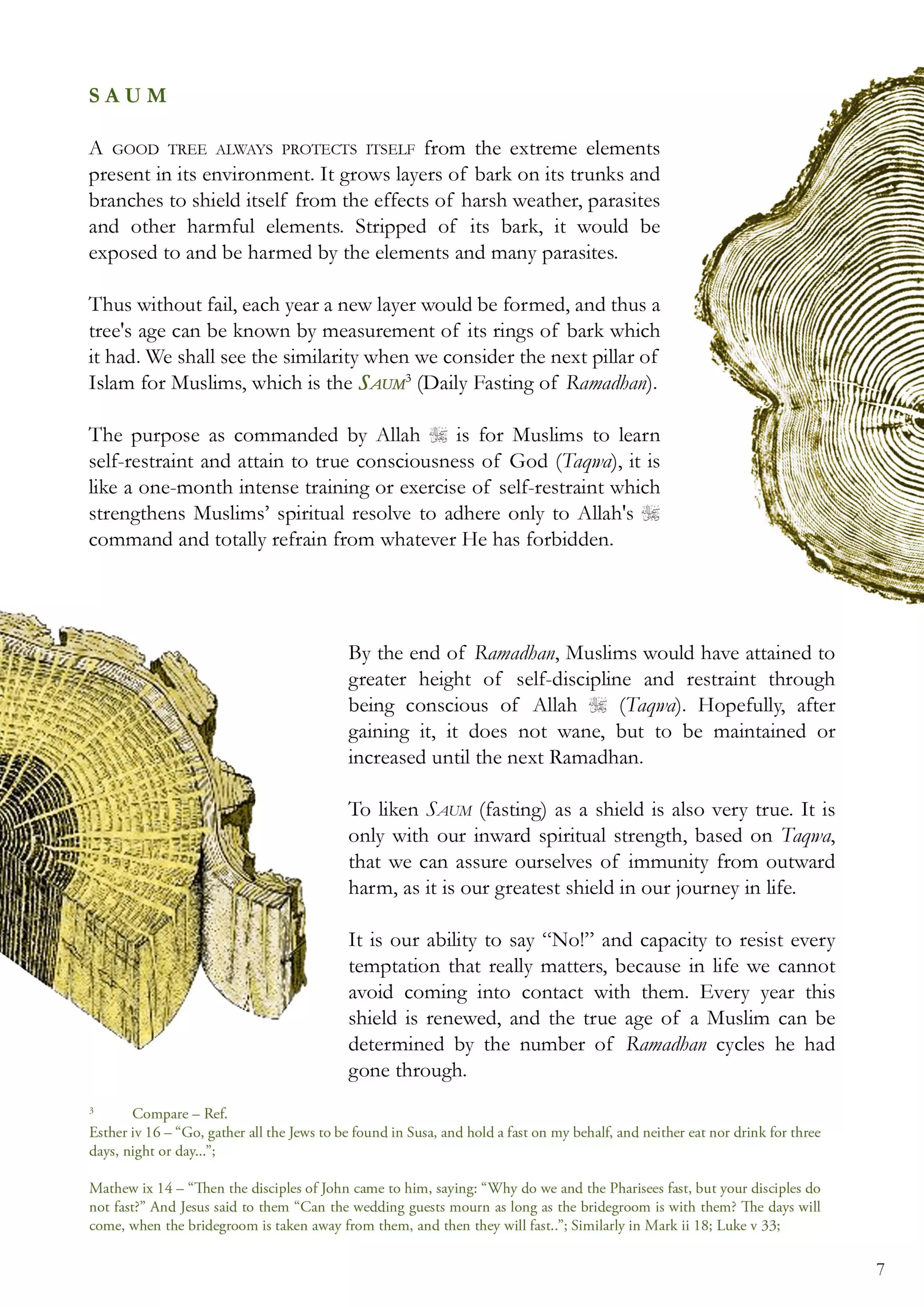 08 the parable of the tree [coloured] (1)