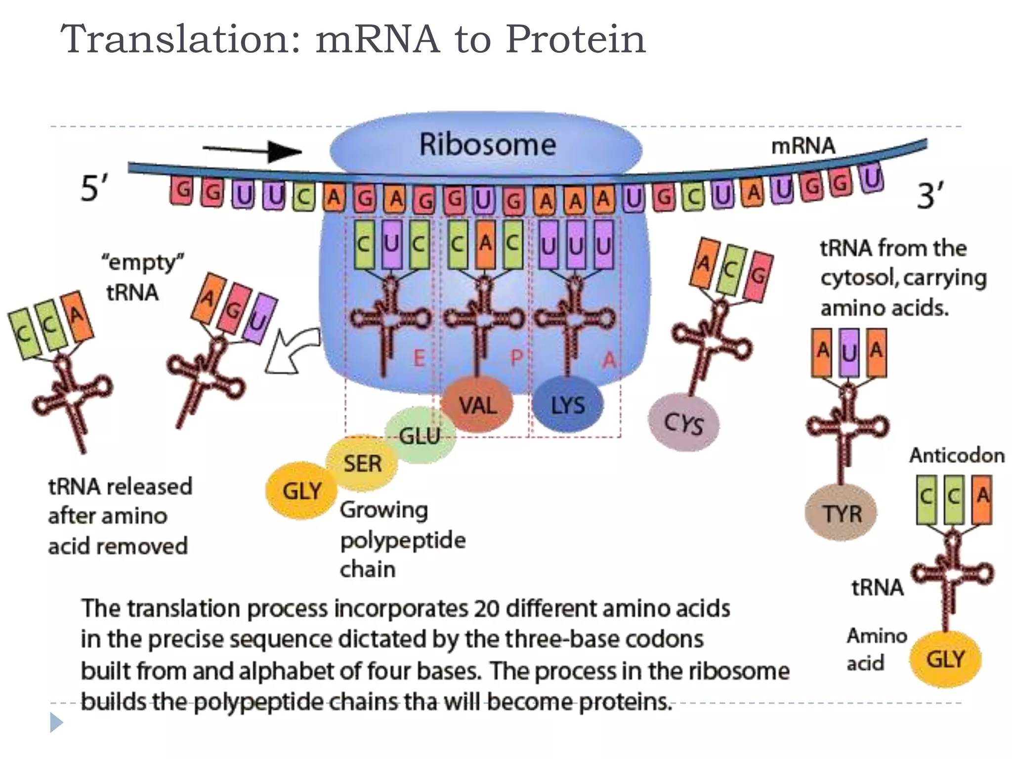 Translation: mRNA to Protein

 