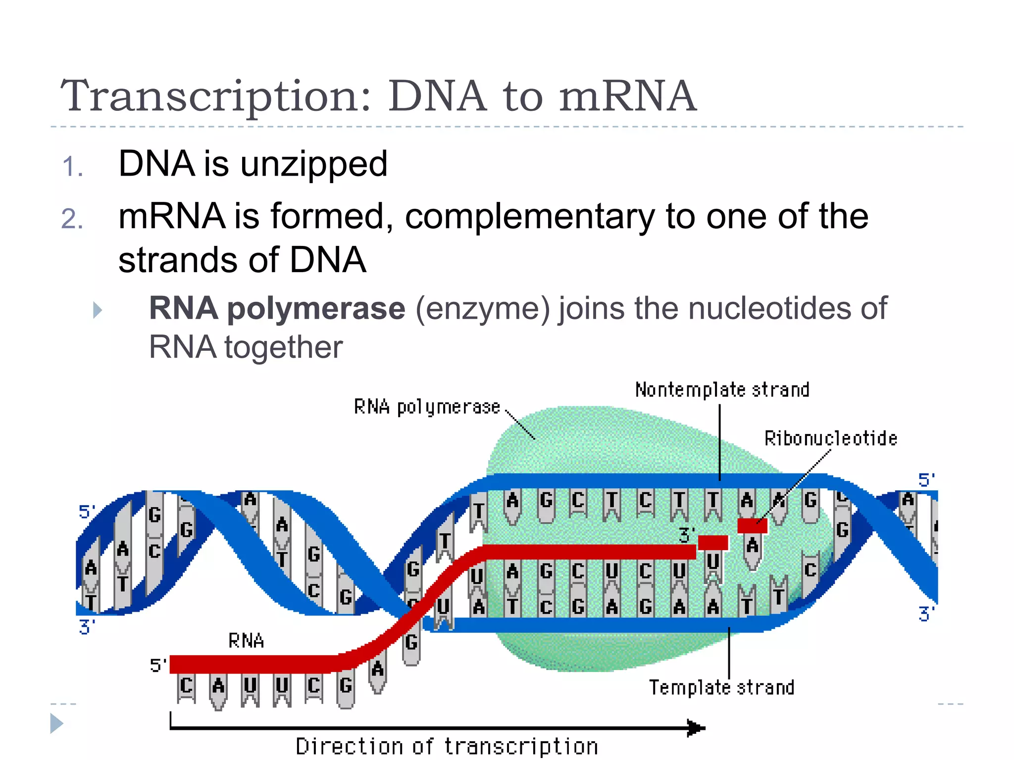 Transcription: DNA to mRNA
DNA is unzipped
mRNA is formed, complementary to one of the
strands of DNA

1.
2.


RNA polymerase (enzyme) joins the nucleotides of
RNA together

 