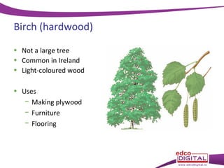 Birch (hardwood)
• Not a large tree
• Common in Ireland
• Light-coloured wood
• Uses
− Making plywood
− Furniture
− Flooring

 