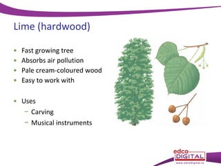 Lime (hardwood)
•
•
•
•

Fast growing tree
Absorbs air pollution
Pale cream-coloured wood
Easy to work with

• Uses
− Carving
− Musical instruments

 