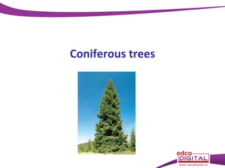 Coniferous trees

 