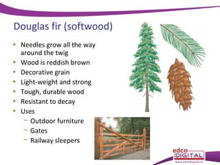 Douglas fir (softwood)
• Needles grow all the way
around the twig
• Wood is reddish brown
• Decorative grain
• Light-weight and strong
• Tough, durable wood
• Resistant to decay
• Uses
− Outdoor furniture
− Gates
− Railway sleepers

 