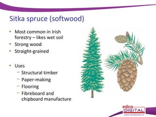 Sitka spruce (softwood)
• Most common in Irish
forestry – likes wet soil
• Strong wood
• Straight-grained
• Uses
− Structural timber
− Paper-making
− Flooring
− Fibreboard and
chipboard manufacture

 