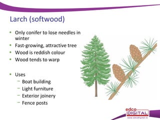 Larch (softwood)
• Only conifer to lose needles in
winter
• Fast-growing, attractive tree
• Wood is reddish colour
• Wood tends to warp
• Uses
− Boat building
− Light furniture
− Exterior joinery
− Fence posts

 