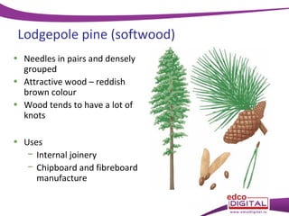 Lodgepole pine (softwood)
• Needles in pairs and densely
grouped
• Attractive wood – reddish
brown colour
• Wood tends to have a lot of
knots
• Uses
− Internal joinery
− Chipboard and fibreboard
manufacture

 