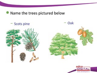 Name the trees pictured below
− Scots pine

− Oak

 