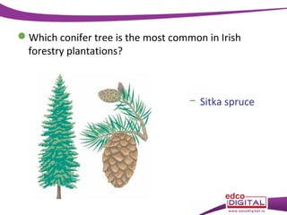 Which conifer tree is the most common in Irish
forestry plantations?

− Sitka spruce

 