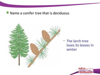 Name a conifer tree that is deciduous

− The larch tree
loses its leaves in
winter

 