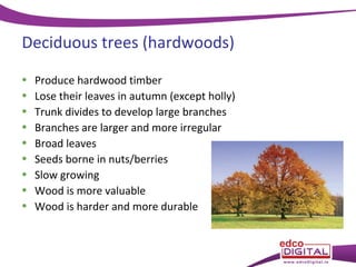 Deciduous trees (hardwoods)
•
•
•
•
•
•
•
•
•

Produce hardwood timber
Lose their leaves in autumn (except holly)
Trunk divides to develop large branches
Branches are larger and more irregular
Broad leaves
Seeds borne in nuts/berries
Slow growing
Wood is more valuable
Wood is harder and more durable

 