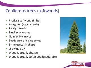 Coniferous trees (softwoods)
•
•
•
•
•
•
•
•
•
•

Produce softwood timber
Evergreen (except larch)
Straight trunk
Smaller branches
Needle-like leaves
Seeds borne in pine cones
Symmetrical in shape
Grow quickly
Wood is usually cheaper
Wood is usually softer and less durable

 
