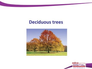 Deciduous trees

 