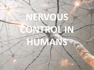 NERVOUS
CONTROL IN
HUMANS
 