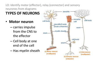 LO: Identify motor (effector), relay (connector) and sensory
neurones from diagrams
TYPES OF NEURONS
• Motor neuron
– carries impulse
from the CNS to
the effector
– Cell body at one
end of the cell
– Has myelin sheath
 