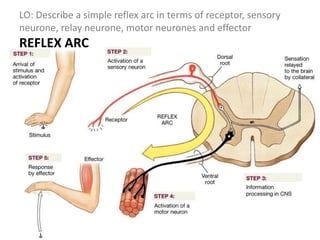 LO: Describe a simple reflex arc in terms of receptor, sensory
neurone, relay neurone, motor neurones and effector
REFLEX ARC
 