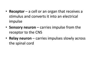 • Receptor – a cell or an organ that receives a
stimulus and converts it into an electrical
impulse
• Sensory neuron – carries impulse from the
receptor to the CNS
• Relay neuron – carries impulses slowly across
the spinal cord
 