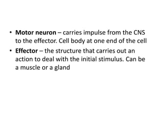 • Motor neuron – carries impulse from the CNS
to the effector. Cell body at one end of the cell
• Effector – the structure that carries out an
action to deal with the initial stimulus. Can be
a muscle or a gland
 