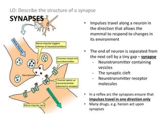 LO: Describe the structure of a synapse
SYNAPSES • Impulses travel along a neuron in
the direction that allows the
mammal to respond to changes in
its environment
• The end of neuron is separated from
the next cell by a tiny gap – synapse
- Neurotransmitter containing
vesicles
- The synaptic cleft
- Neurotransmitter receptor
molecules
• In a reflex arc the synapses ensure that
impulses travel in one direction only
• Many drugs, e.g. heroin act upon
synapses
 