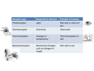 Receptor type Responds to stimulus Example in humans
Photoreceptor Light Rod cells in retina of
eye
Chemoreceptor Chemicals Taste buds
Thermoreceptor Changes in
temperature
Thermoreceptors in
skin
Mechanoreceptor Mechanical changes
such as changes in
length
Hair cells in ear
 