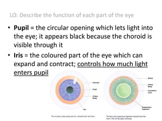 • Pupil = the circular opening which lets light into
the eye; it appears black because the choroid is
visible through it
• Iris = the coloured part of the eye which can
expand and contract; controls how much light
enters pupil
LO: Describe the function of each part of the eye
 