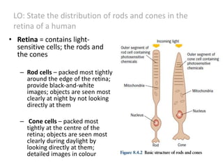 • Retina = contains light-
sensitive cells; the rods and
the cones
– Rod cells – packed most tightly
around the edge of the retina;
provide black-and-white
images; objects are seen most
clearly at night by not looking
directly at them
– Cone cells – packed most
tightly at the centre of the
retina; objects are seen most
clearly during daylight by
looking directly at them;
detailed images in colour
LO: State the distribution of rods and cones in the
retina of a human
 