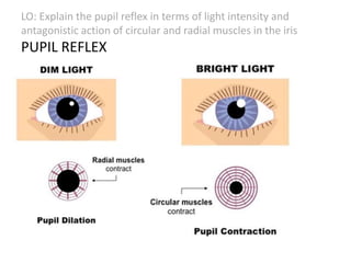 LO: Explain the pupil reflex in terms of light intensity and
antagonistic action of circular and radial muscles in the iris
PUPIL REFLEX
 