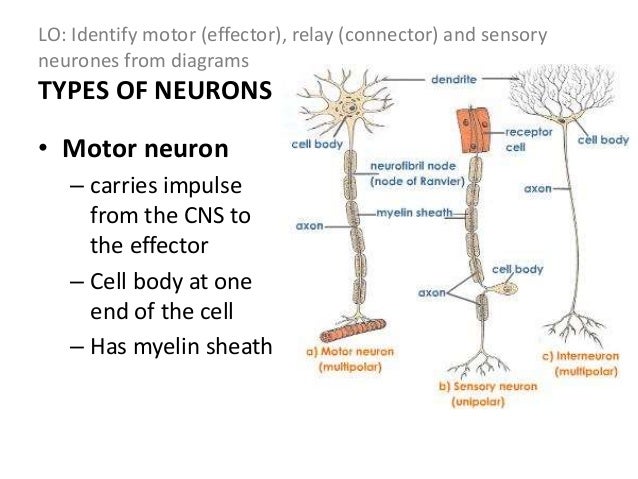 Labelled Diagram Of A Motor Neuron - impremedia.net structural concepts wiring diagrams 